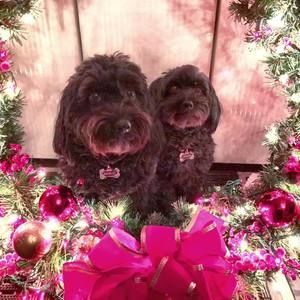 Meet your Posher, Sandy